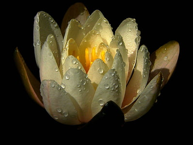 white water lily flower in closeup photography thumbnail