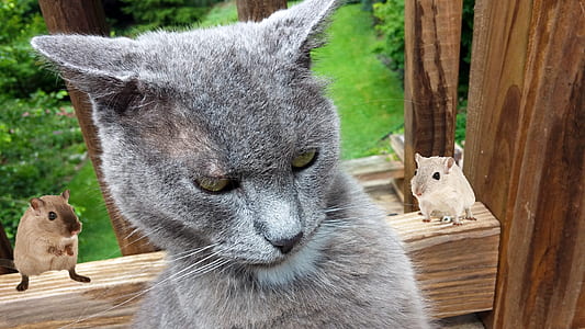 closeup photo of gray cat thumbnail