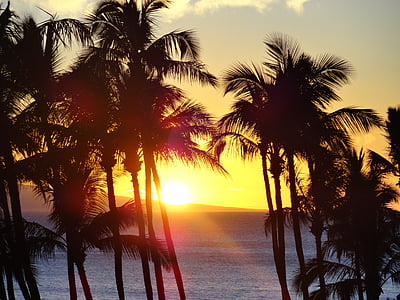 silhouette of coconut on seaside during sunset thumbnail