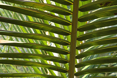 closeup photography of green palm leaf thumbnail