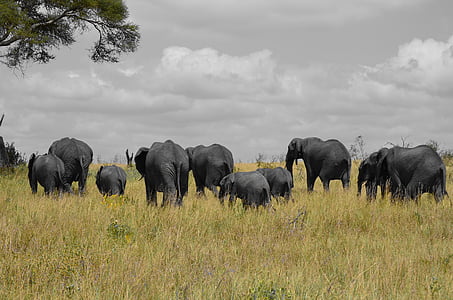 herd of elephants on grass field thumbnail