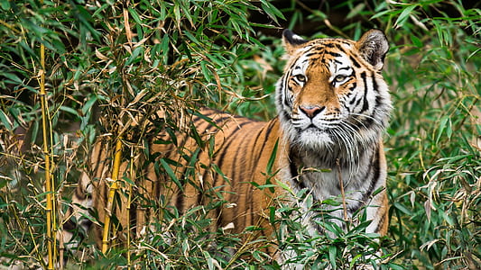 brown tiger thumbnail