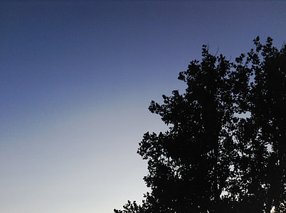 trees under blue sky thumbnail