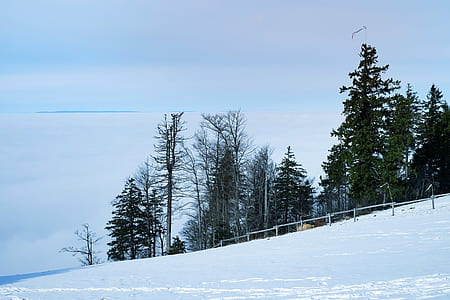snowfield beside green trees thumbnail
