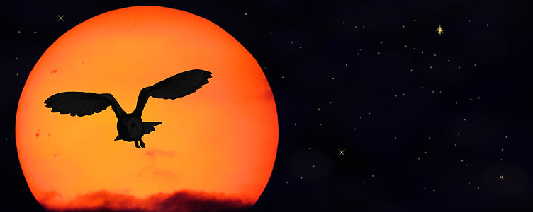silhouette photography of flying barn owl with moon background thumbnail