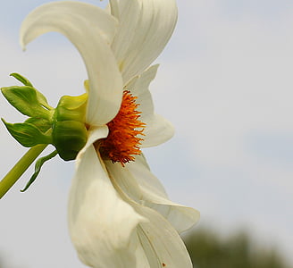 white petaled flower thumbnail
