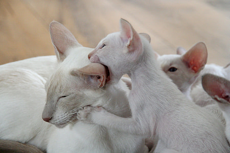 photo of white cat with three kittens thumbnail