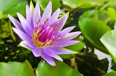 purple lotus flower thumbnail