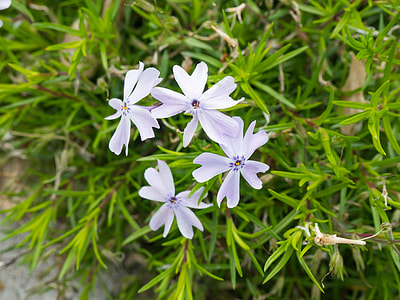 close-up photography of white petaled flowers thumbnail