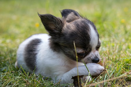 long-coated brown and white puppy lying down on grass thumbnail