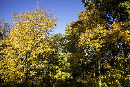 Yellow and Orange leaves at Pike Lake State Park, Wisconsin thumbnail