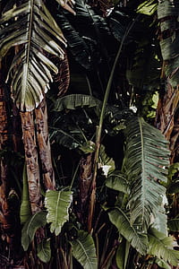 Tropical Botanical Garden in Belem, Lisbon, Portugal thumbnail
