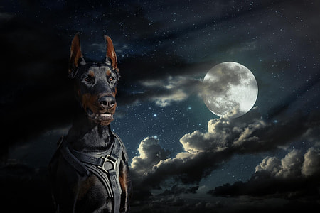 Doberman pinscher with moon and clouds background thumbnail
