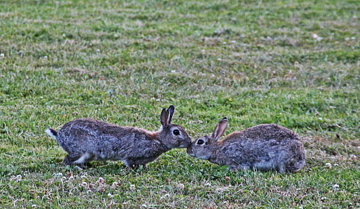 two gray rabbits on grass field thumbnail