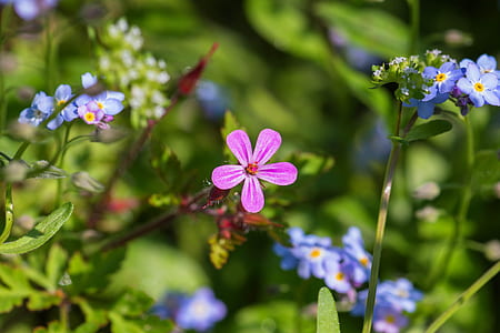 pink and blue flowers blooming during day times thumbnail