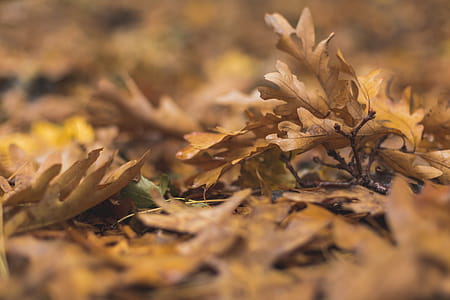 Fall Oak Leaves On Ground Photo thumbnail