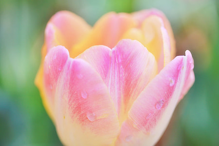 close up photo of pink and yellow tulips thumbnail