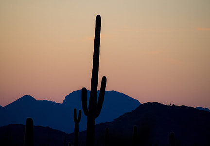 cactus field perpendicular to mountains thumbnail