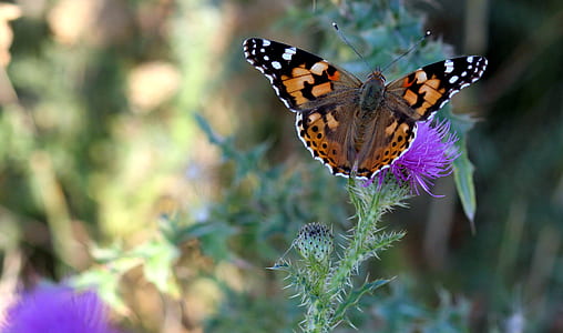 butterflies, insects, plants, nature, wings, coloring thumbnail