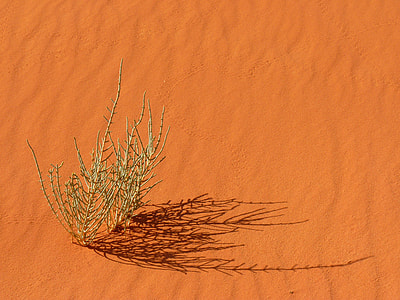 green leaf plant on brown sand thumbnail