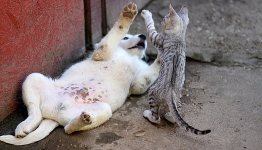 yellow Labrador retriever puppy and gray tabby kitten playing outside the house at daytime thumbnail