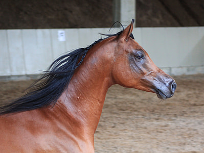 brown horse thumbnail