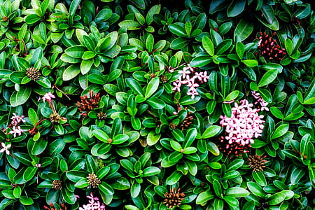 Green Plants thumbnail