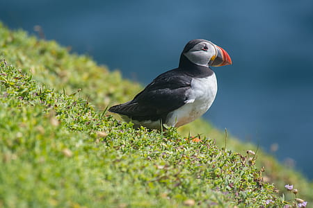 selective focus photography of puffin bird thumbnail