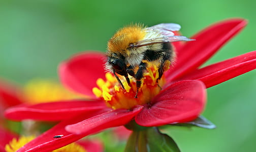 yellow and black bee on red flower shallow focus photography thumbnail