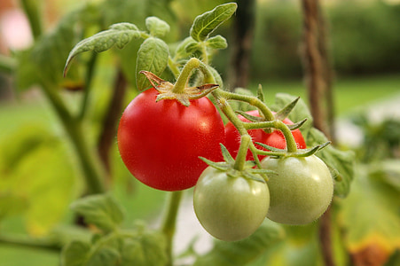 red and green tomatoes thumbnail