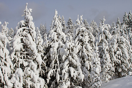 trees covered by snow thumbnail