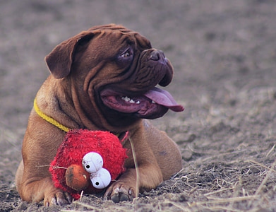 red French mastiff puppy thumbnail
