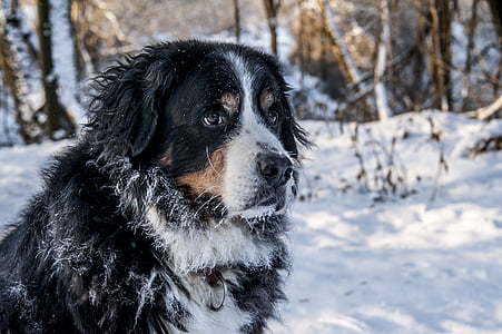 white, brown, and black Bernese mountain dog in snowy forest thumbnail