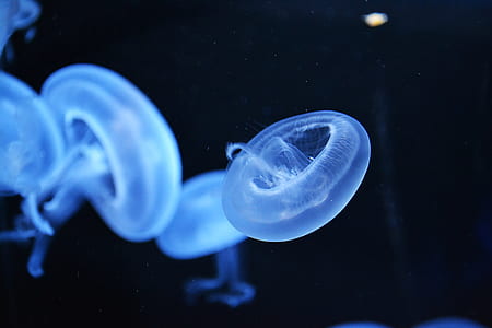 closeup photo of jellyfish thumbnail