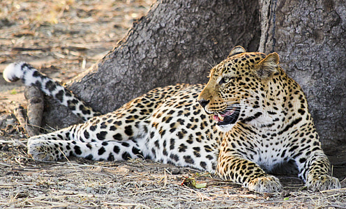 brown and white cheetah sitting thumbnail