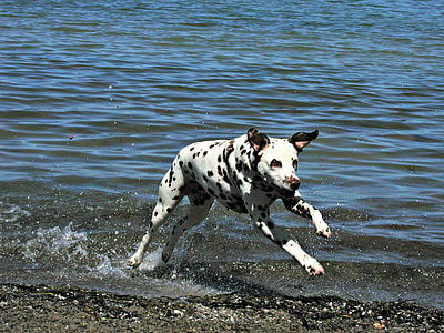 adult black and white Dalmatian running on the seashore thumbnail