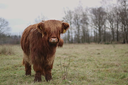 close photo of yak thumbnail