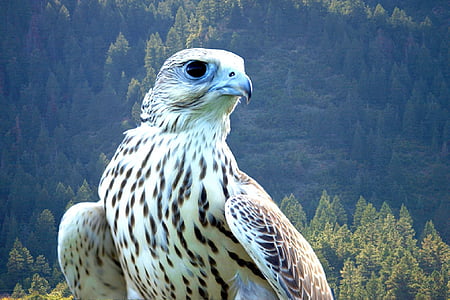 close up photo of white and black eagle thumbnail