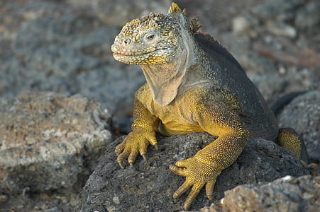 view komodo dragon thumbnail