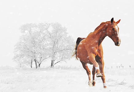 galloping horse on snow illustration thumbnail