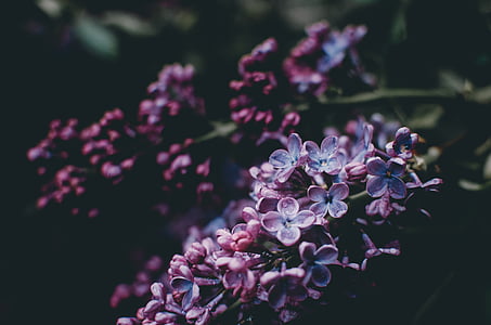 shallow focus photography of purple flowers thumbnail