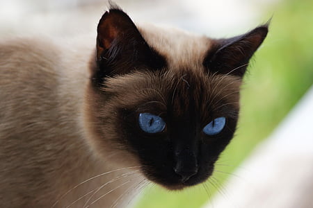 photo of Siamese cat thumbnail