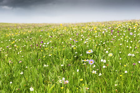 white and purple daisy flower field at daytime thumbnail