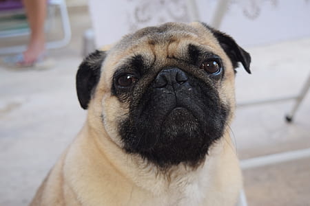selective focus photography of fawn pug thumbnail