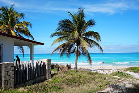 coconut tree on seashore beside white house thumbnail