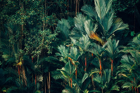 green leafed plants near body of water thumbnail