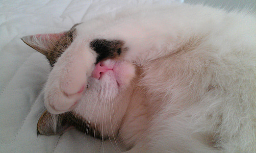 white cat lies down thumbnail