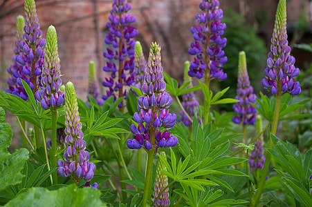 selective focus photo of purple lupine flowers thumbnail