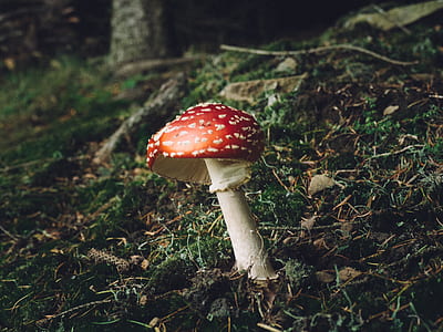 landscape photography of red mushroom thumbnail