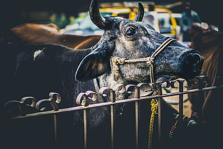 brown cow leaning on gray metal fence thumbnail